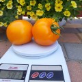 Батур F1 семена детерминантного томата (LibraSeeds)