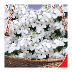 Белая леди семена лобелии (GL Seeds)