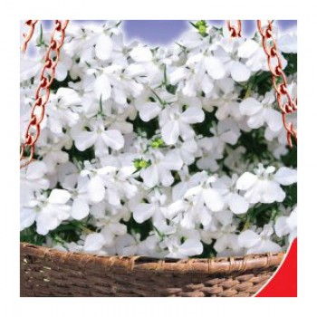 Белая леди семена лобелии (GL Seeds)