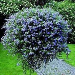 Белли Blue (голубая) семена бакопы (Kitano Seeds)