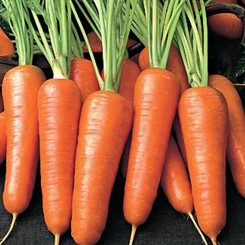 Бентли F1 семена моркови (Agri Saaten)
