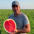 Бомбейро F1 семена арбуза тип Кримсон Свит (Hazera)