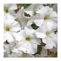 Браво F1 белое (white) семена петунии (Syngenta)