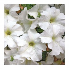 Браво F1 белое (white) семена петунии (Syngenta)