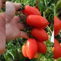 Брисколино F1 семена томата детерминантного коктейльного (United Genetics)