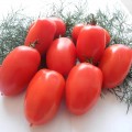 Брисколино F1 семена томата детерминантного коктейльного (United Genetics)