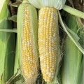 БСС 1075 F1 (BSS 1075 F1) семена кукурузы суперсладкой Sh2 биколор (Syngenta)