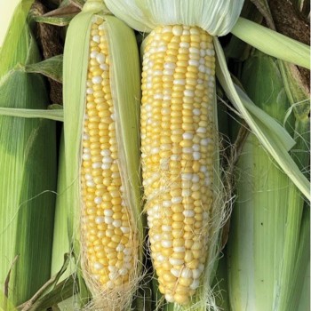 БСС 1075 F1 (BSS 1075 F1) семена кукурузы суперсладкой Sh2 биколор (Syngenta)