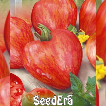 Воловое сердце полосатые семена томата индетерминантного (Seedera)