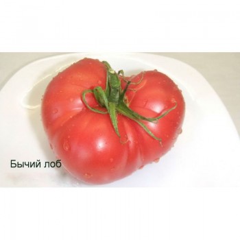 Бычий лоб семян помидора индетерминантного (Гелиос)
