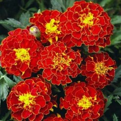 Чемпион красные (red) семена бархатцев (Hem Zaden)