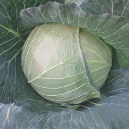 CRX 16102 F1 (1,8-2,0) семена капусты белокочанной (Cora Seeds)