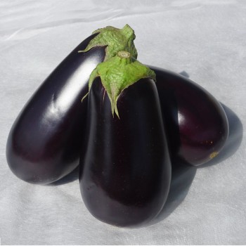 Джокер F1 (CRX 50125 F1) семян баклажана раннего (Cora Seeds)