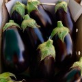 Джокер F1 (CRX 50125 F1) семян баклажана раннего (Cora Seeds)