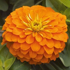 Дейлиа оранжевая (orange) семян циннии (Floragran)