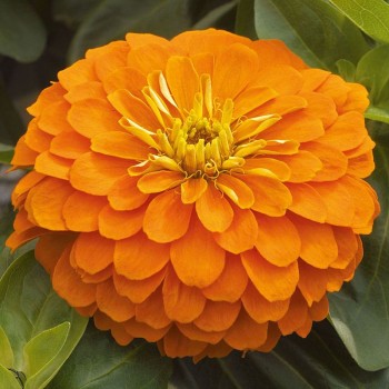 Дейлиа оранжевая (orange) семян циннии (Floragran)
