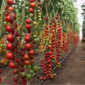 Деличио F1 семена томата индет.черри раннего окр. 18-20 гр. черв. (Vilmorin)