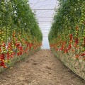 Деличио F1 семена томата индет.черри раннего окр. 18-20 гр. черв. (Vilmorin)