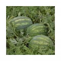 Делисия F1 семена арбуза раннего (Lark Seeds)