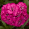 Диабунда F1 розовая (pink) семена гвоздики турецкой (Syngenta)
