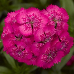 Диабунда F1 розовая (pink) семена гвоздики турецкой (Syngenta)