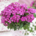 Диабунда F1 розовая (pink) семена гвоздики турецкой (Syngenta)