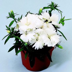 Диана F1 белая (white) семена гвоздики китайской (Hem Genetics)