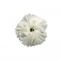 Диана F1 белая (white) семена гвоздики китайской (Hem Genetics)