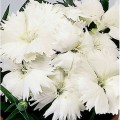 Диана F1 белая (white) семена гвоздики китайской (Hem Genetics)