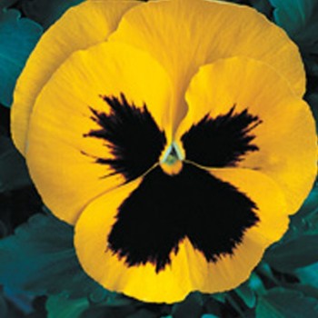 Династия Yellow Blotch семян фиалки (Kitano Seeds)