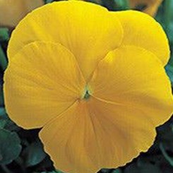 Династия Yellow (желтая) семян фиалки (Kitano Seeds)