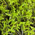 К рыбе (5 урожаев) набор семян микрозеленый (Agrocity)