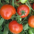 Джем F1 семена помидора детерминантного (Ergon seeds)