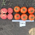 Джем F1 семена помидора детерминантного (Ergon seeds)