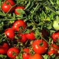 Джем F1 семена помидора детерминантного (Ergon seeds)