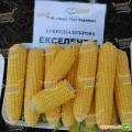 Экселент F1 семена кукурузы суперсладкой Sh2 (Lark Seeds)