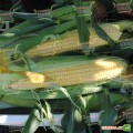 Экселент F1 семена кукурузы суперсладкой Sh2 (Lark Seeds)