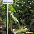 Экселент F1 семена кукурузы суперсладкой Sh2 (Lark Seeds)