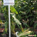 Экселент F1 семена кукурузы суперсладкой Sh2 (Lark Seeds)
