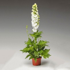 Экскалибур белый (white) семена дельфиниума (Syngenta)