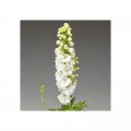 Экскалибур белый (white) семена дельфиниума (Syngenta)