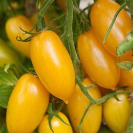 Елоу Слайс F1 насіння помідора індетермінантного (Dorsing Seeds)