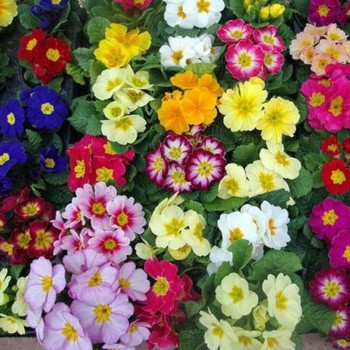 Эмилия Mix (смесь) семена примулы (Kitano Seeds)