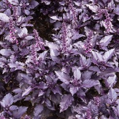 Єреванське насіння базиліка (GL Seeds)