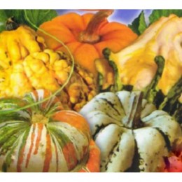 Фаберже семена тыквы декоративной мини смесь (GL Seeds)