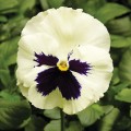 Фино F1 белая с ячейкой (White With Blotch) семена виолы (Syngenta)