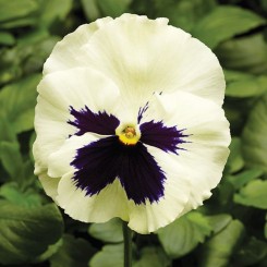 Фино F1 белая с ячейкой (White With Blotch) семена виолы (Syngenta)