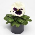 Фино F1 белая с ячейкой (White With Blotch) семена виолы (Syngenta)