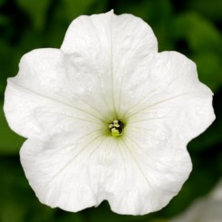Фотофиниш F1 белая (white)