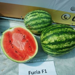 Фурія F1 насіння кавуна раннього (Cora Seeds)
